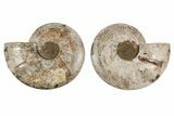 Agatized, Cut & Polished Ammonite Fossil - Madagasar #191584-1